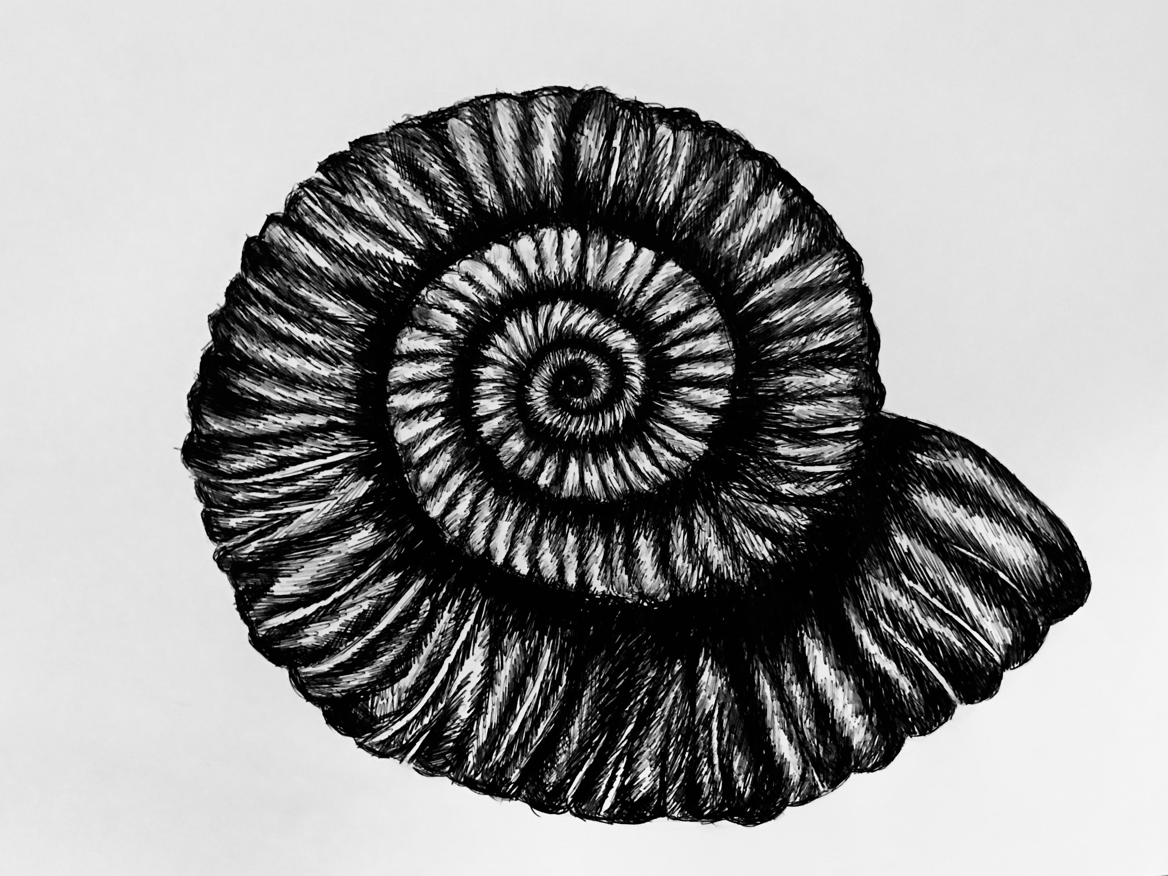 Effie Lomax biro shell.jpg