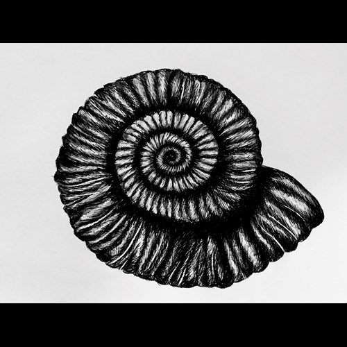 Effie Lomax biro shell.jpg