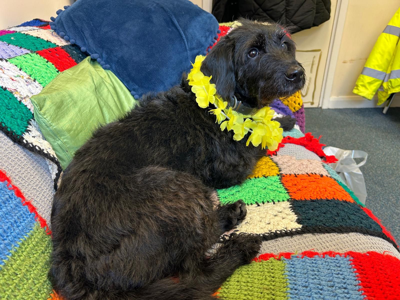 Hello Yellow 2024.jpg